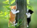 na stromě kočky.jpg
